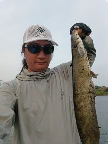 ナマズの釣果