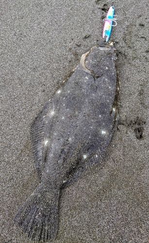 ソゲの釣果