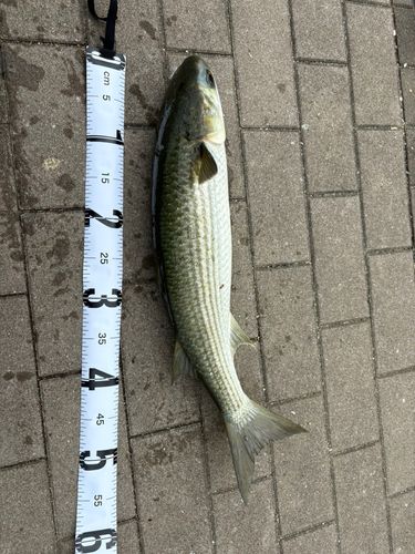 ボラの釣果