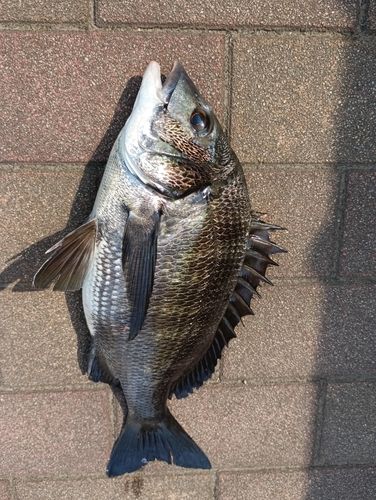 クロダイの釣果