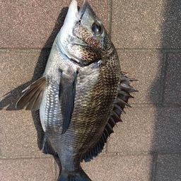 クロダイ