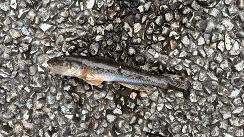 ハゼの釣果