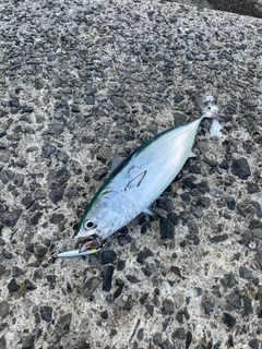 カツオの釣果