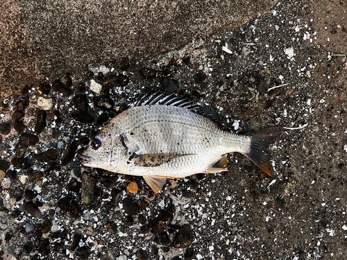 クロダイの釣果