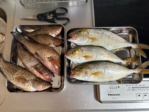 ショゴの釣果