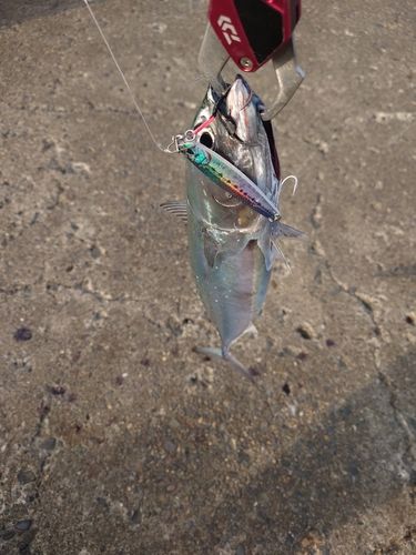 マルソウダの釣果