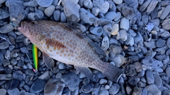 オオモンハタの釣果