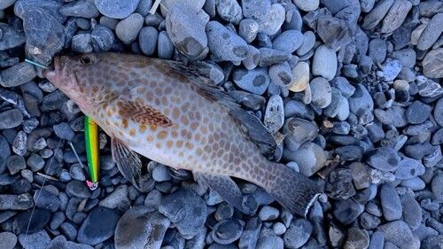 オオモンハタの釣果