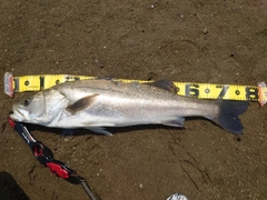 スズキの釣果