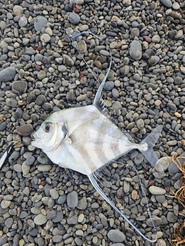 イトヒキアジの釣果