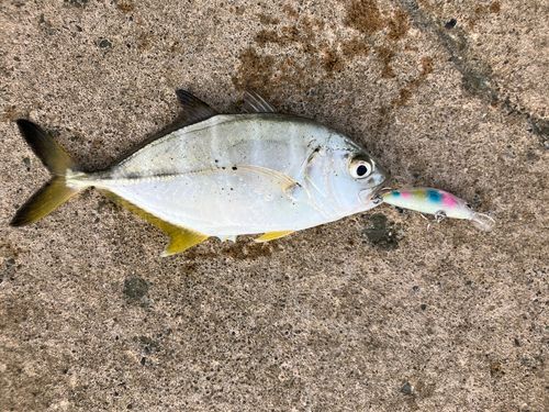 ギンガメアジの釣果