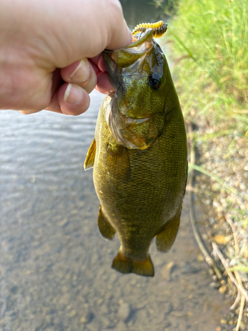 スモールマウスバス