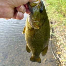 スモールマウスバス