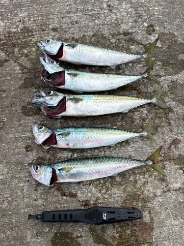 サバの釣果