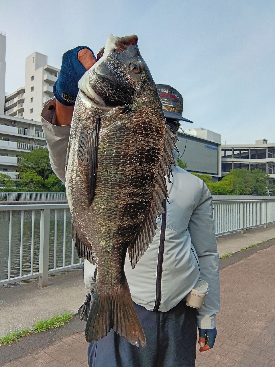 クロダイ