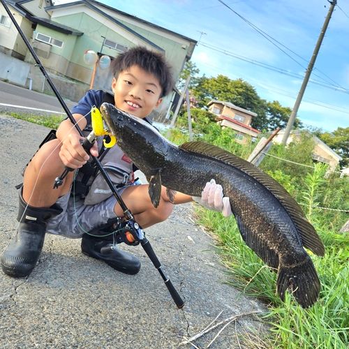 ライギョの釣果