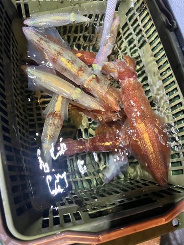 ケンサキイカの釣果