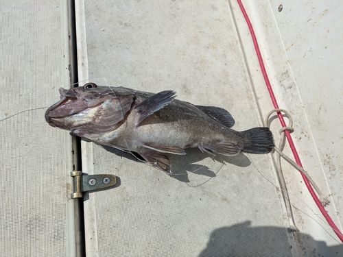 クロソイの釣果