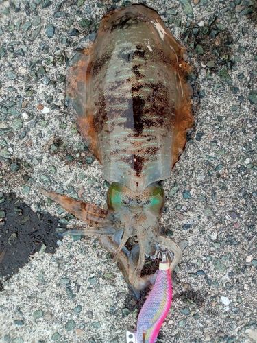 アオリイカの釣果