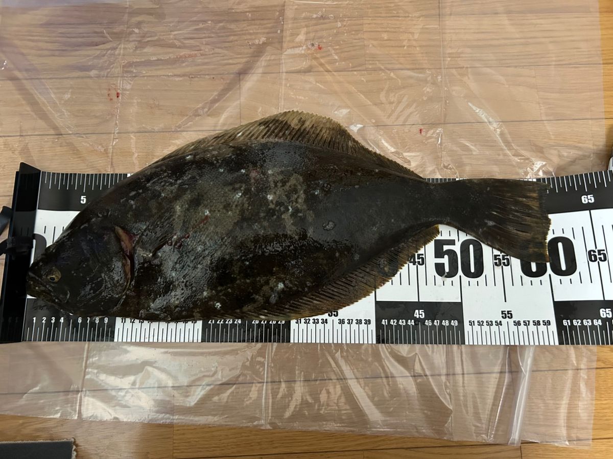 SHOTA3807さんの釣果 1枚目の画像