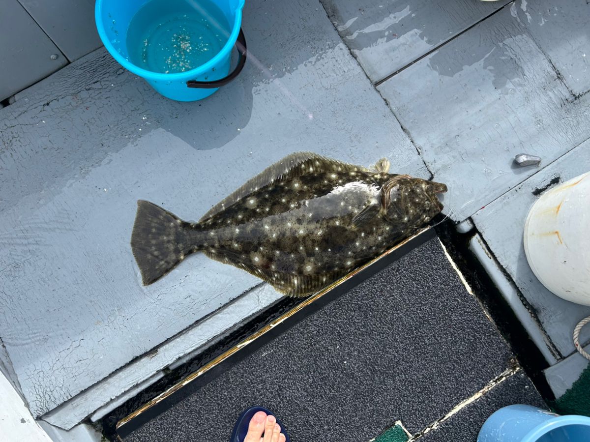 SHOTA3807さんの釣果 2枚目の画像