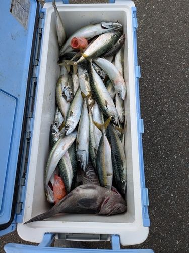 サバの釣果