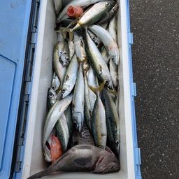 サバ