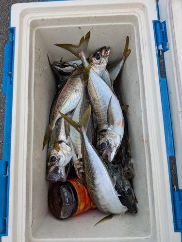 マアジの釣果