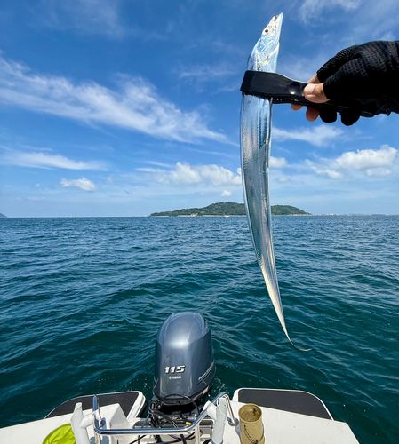 タチウオの釣果