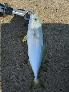 ワカシの釣果
