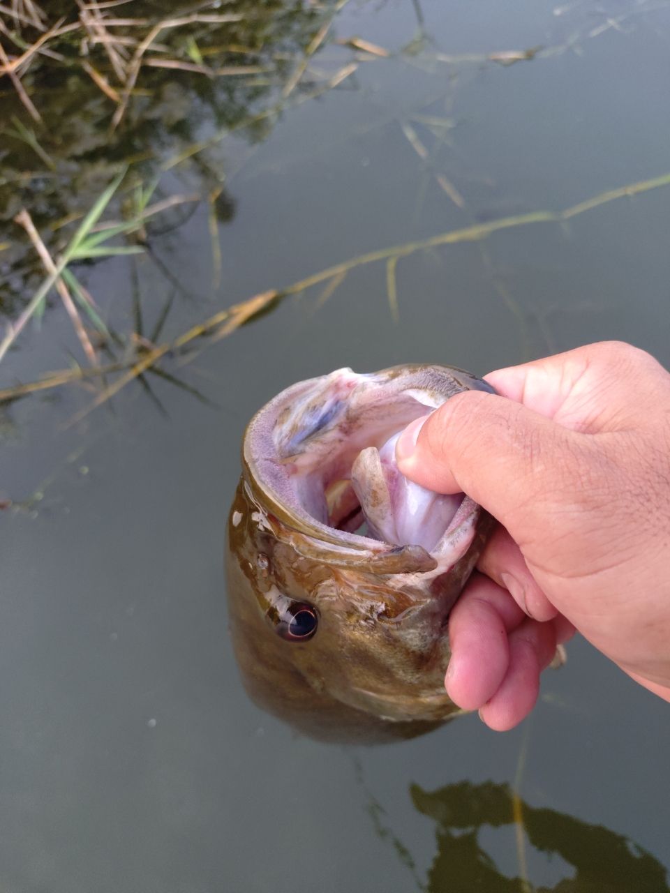 スモールマウスバス