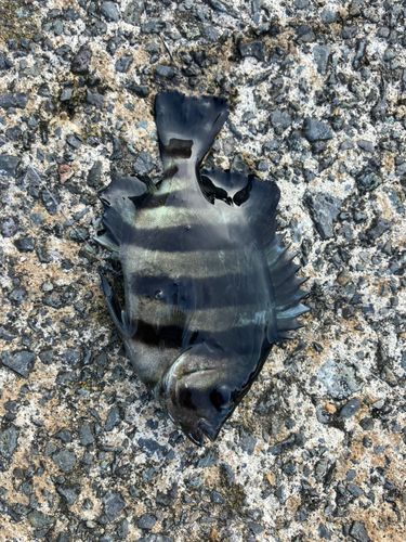 シマダイの釣果