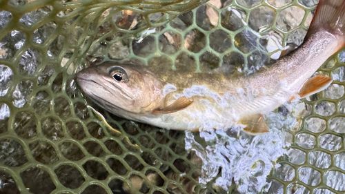 ヤマトイワナの釣果