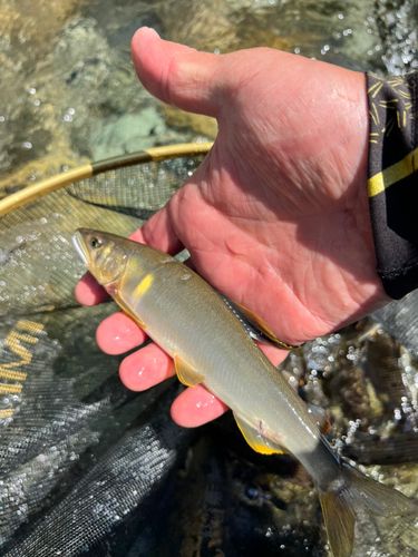 アユの釣果