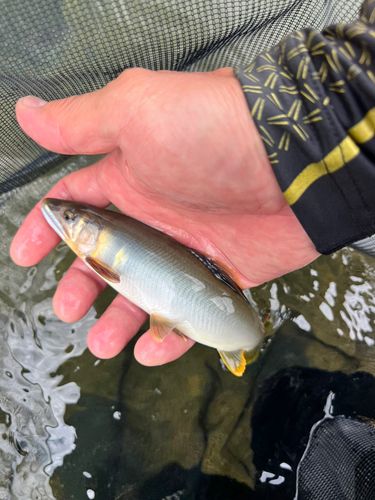 アユの釣果