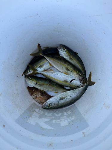 ツバスの釣果