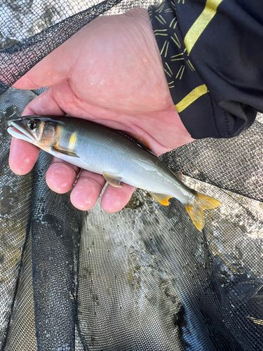 アユの釣果