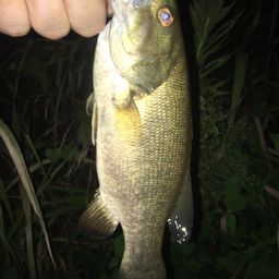 スモールマウスバス