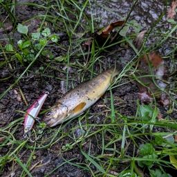 ブラウントラウト