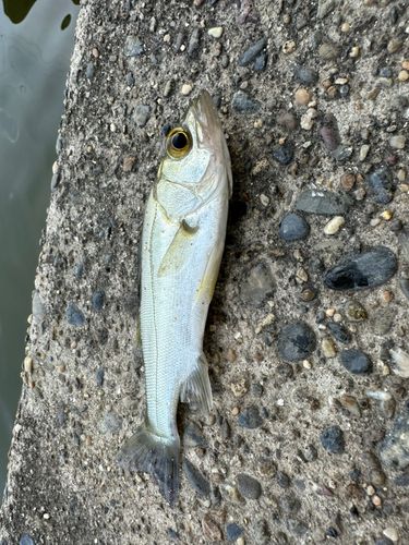 フッコ（ヒラスズキ）の釣果