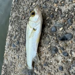 フッコ（ヒラスズキ）