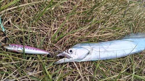 タチウオの釣果