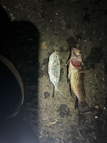 オオモンハタの釣果