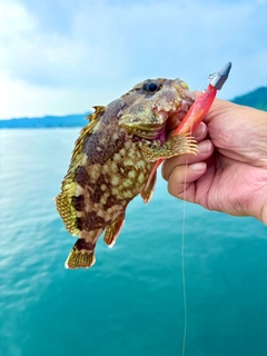 アラカブの釣果