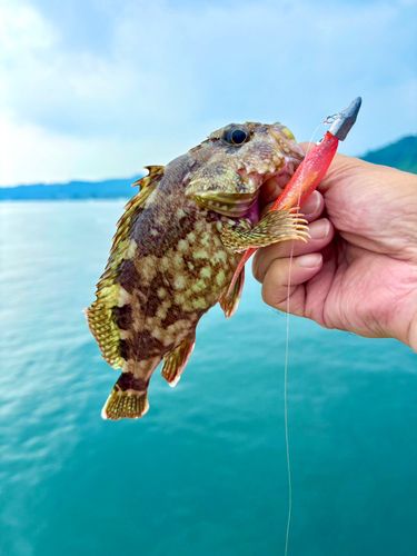 アラカブの釣果