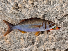 イシフエダイの釣果