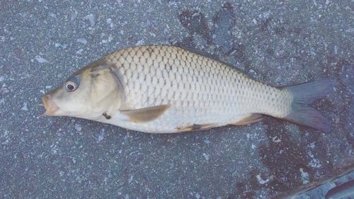 コイの釣果