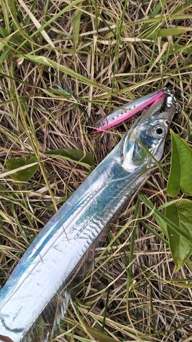 タチウオの釣果