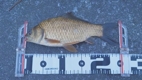フナの釣果
