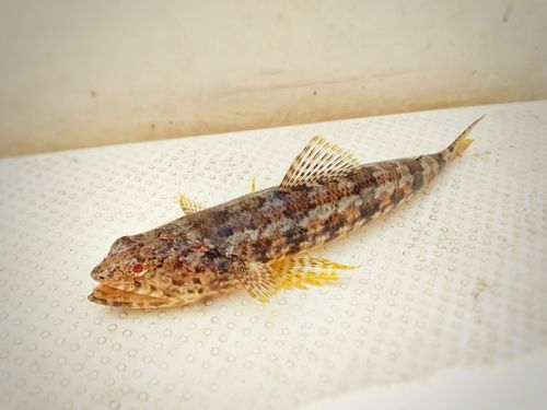 アカエソの釣果